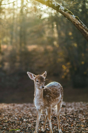 A young deer standing in a forest with sunlight filtering through the trees.