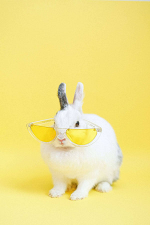 A white rabbit wearing yellow tinted sunglasses against a yellow background.
