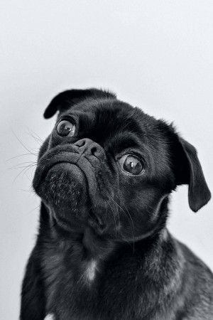 Close-up of a cute black pug looking upwards