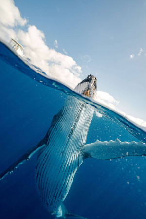 Underwater view of a humpback whale breaching the surface