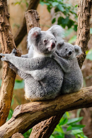 A mother koala hugging her joey in a tree