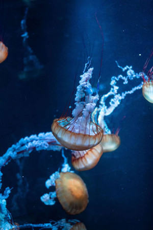 Close-up of a jellyfish swimming in a dark blue aquarium