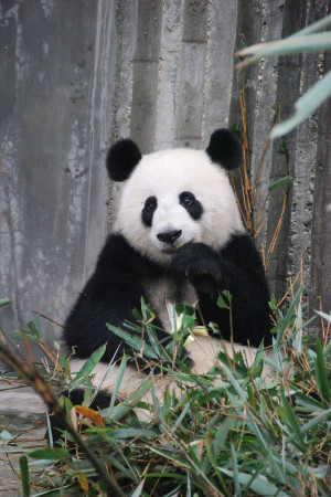 A cute panda sitting and eating bamboo.