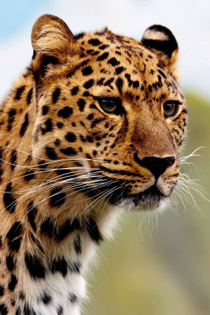 Close-up of a leopard's face, showcasing its spotted coat and intense gaze.