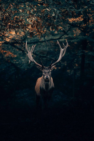A majestic deer with large antlers standing in a dark forest.