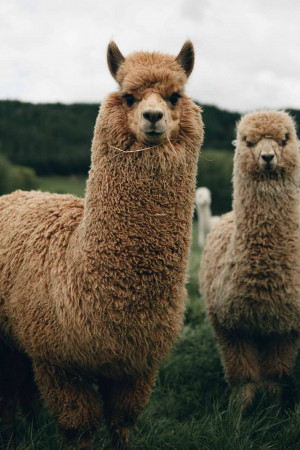 Close-up of two brown alpacas standing in a green field