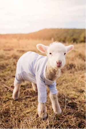 A cute lamb wearing a light blue sweater standing in a field.