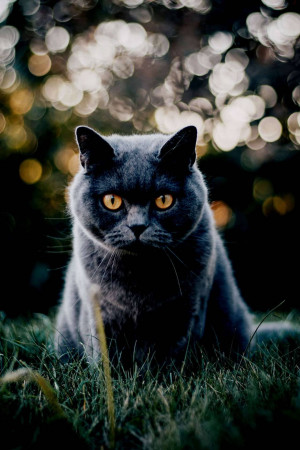 Close-up of a gray British Shorthair cat with striking yellow eyes
