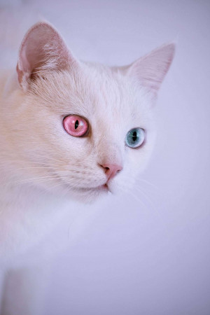 Close-up of a white cat with heterochromia, featuring one blue eye and one pink eye.