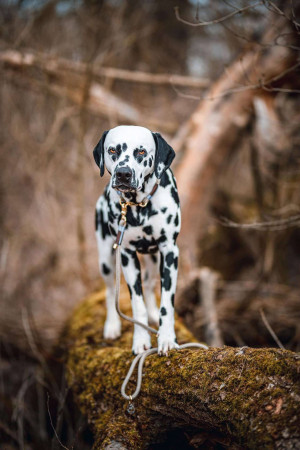 A Dalmatian dog sitting on a log in a forest