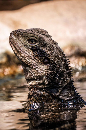 Close-up of a Tuatara's head emerging from water