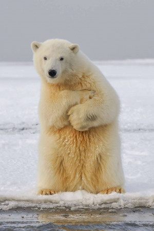 A polar bear standing on its hind legs in a snowy environment.