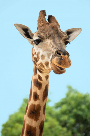 Close-up of a giraffe with a slight smile, looking at the camera.