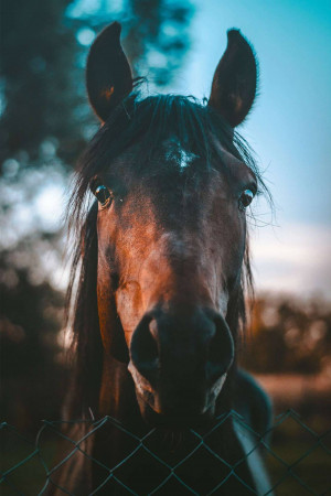 Close-up of a dark brown horse looking directly at the camera