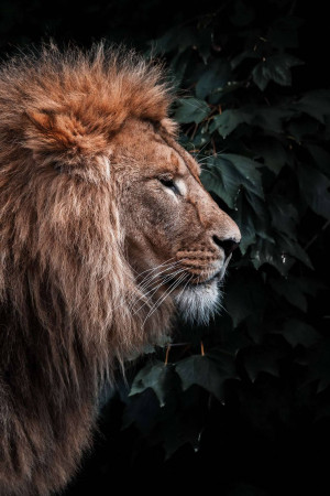Close-up of a lion's face with lush green foliage in the background