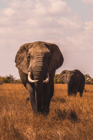 Two elephants walking towards the camera in a grassy field