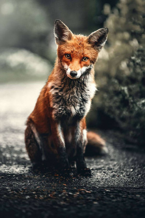 Close-up of a red fox sitting on a wet, dark surface.