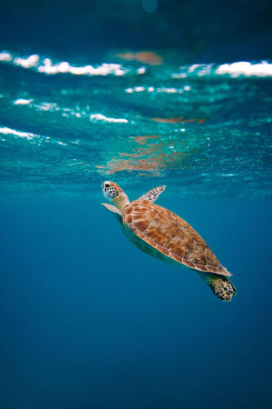 A sea turtle swimming underwater