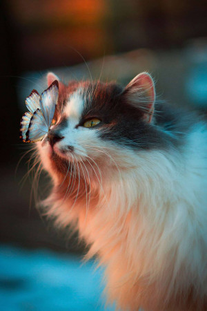 Close-up of a fluffy cat with a white butterfly resting on its nose.