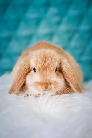 Close-up of a cute orange mini lop rabbit with floppy ears