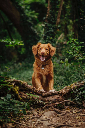 A golden-red Nova Scotia Duck Tolling Retriever sitting on a tree root in a lush green forest.