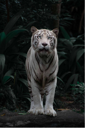 A striking portrait of a white tiger looking directly at the camera.
