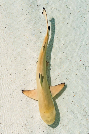 Top-down view of a young reef shark swimming in clear, shallow turquoise water over a sandy bottom.