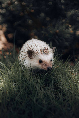 A close-up of a hedgehog foraging in green grass.