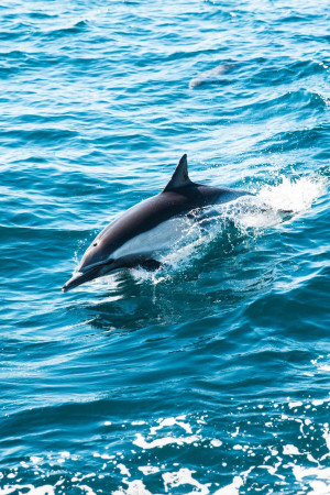 A dolphin leaping out of the blue ocean water.