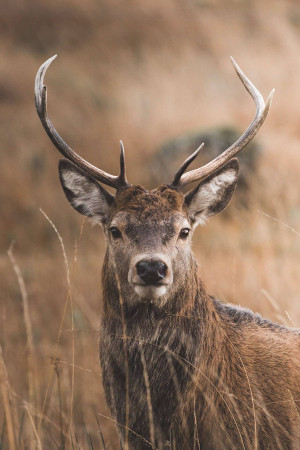 Close-up of a deer with large antlers in a field