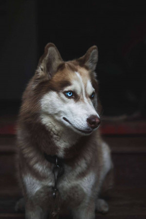 Close-up of a Siberian Husky with striking blue eyes