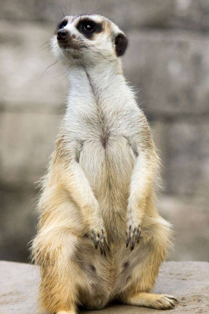 A meerkat standing on its hind legs, looking upwards.