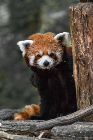 Close-up of a red panda peeking from behind a tree