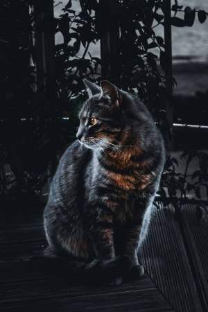 A gray tabby cat sitting on a balcony at night, looking off into the distance.