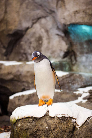 A close-up of a Gentoo penguin standing on a snowy rock.