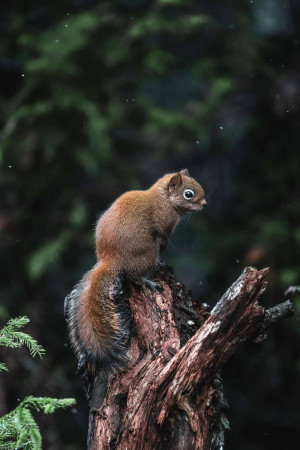 A reddish-brown squirrel perched on a tree stump in a forest.