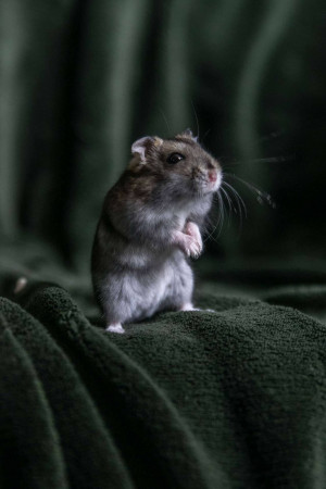 A close-up of a cute hamster standing on a green blanket.