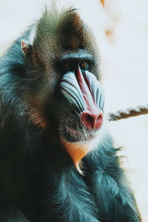 Close-up of a Mandrill monkey with vibrant facial colors