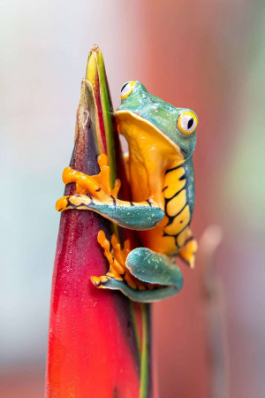 Close-up of a vibrant red-eyed tree frog clinging to a red and yellow tropical flower.