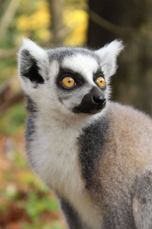 Close-up of a ring-tailed lemur with striking yellow eyes