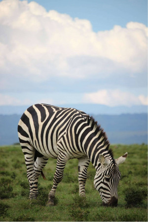 A zebra grazing in a grassy field with mountains in the background.
