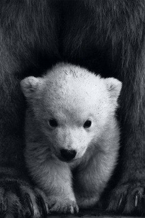 A close-up black and white image of a polar bear cub nestled with its mother.