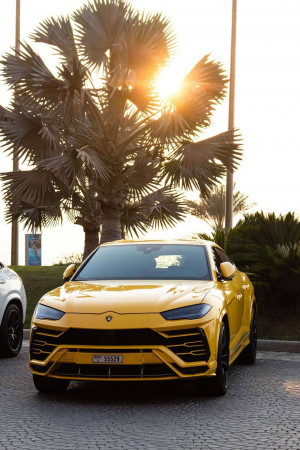 Front view of a yellow Lamborghini Urus parked under a palm tree at sunset