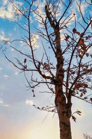 A tall, bare tree with a few remaining leaves silhouetted against a bright blue sky with scattered clouds.