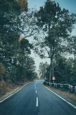A winding asphalt road cuts through a dense forest with trees on either side.