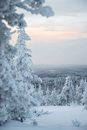 Snow-covered trees overlooking a misty winter landscape at sunset