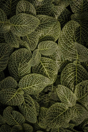 Close-up of green leaves with visible veins