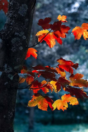 Close-up of vibrant red and orange maple leaves on a tree branch against a blurred background.