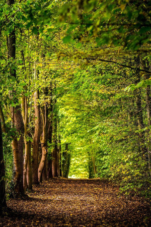 A path leading through a lush green forest