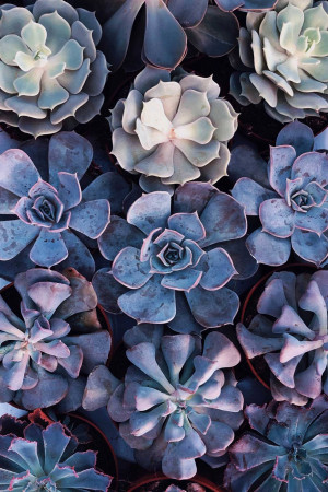 Top-down view of various succulents in shades of lavender, blue, and green.